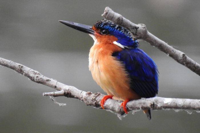 Aux chants des oiseaux